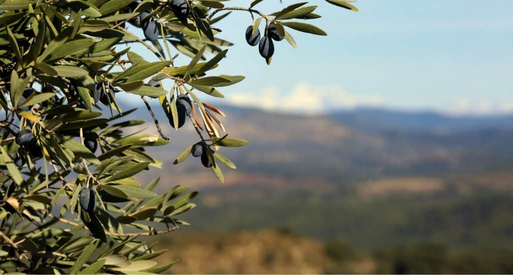 Aceitunas de oliva en árbol, produciendo aceite de oliva virgen extra en Andalucía, España, con paisaje montañoso al fondo.
