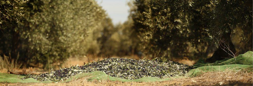Aceite San Antonio, aceitunas en árbol, cosecha de aceitunas para aceite, producción de aceite de oliva, árboles de oliva en campo agrícola, aceite de oliva extra virgen artesanal, olivos en cultivo, olivares tradicionales, agricultura sostenible, proceso de extracción de aceite de oliva, imagen de plena cosecha agrícola.